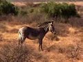 Safari in Kenya