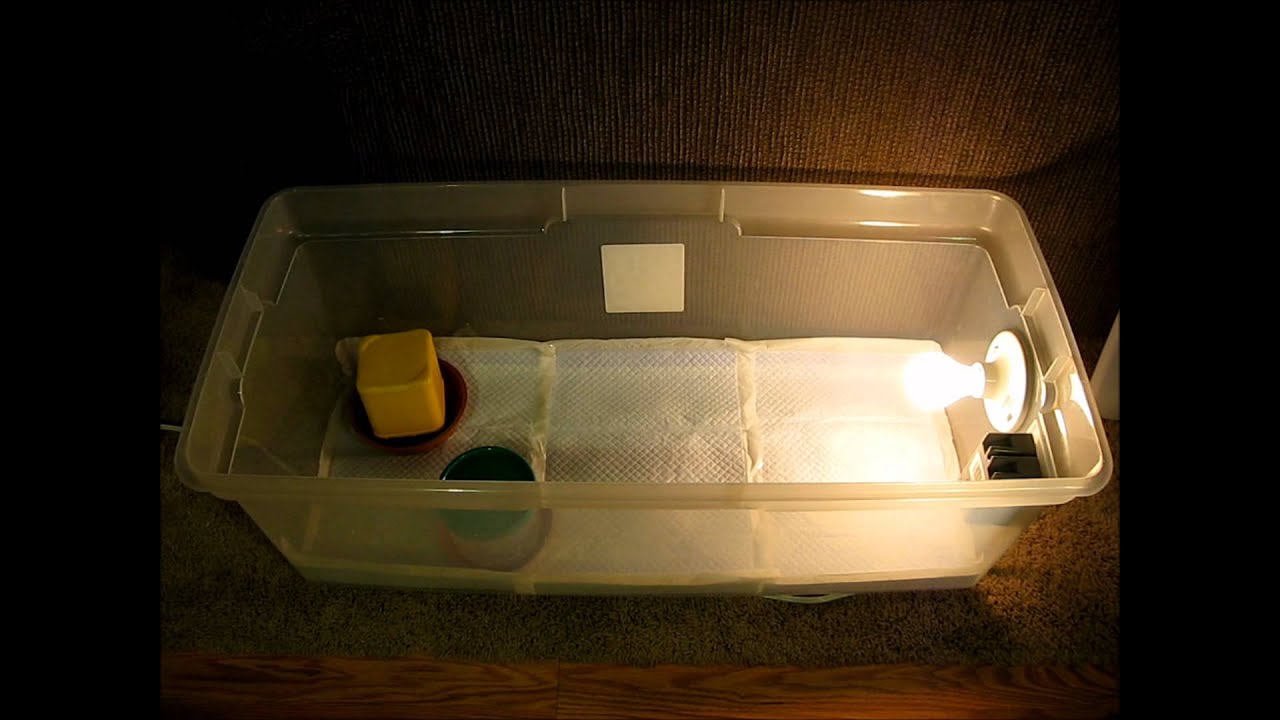 Homemade Chicken Brooder With Temperature Control YouTube