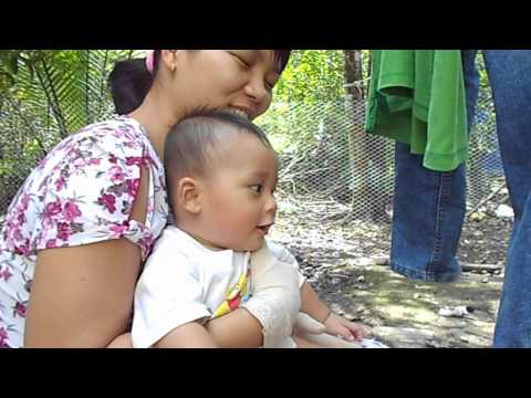 Hình ảnh trong video heo con