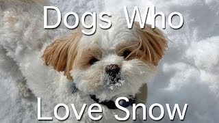 Dogs Who Love Snow