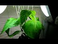 Simple Inexpensive Compact Hybrid Aeroponic Nutrient Film Technique Hydro Hydroponic Cultivation