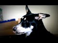 Dog Singing to Adele