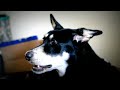 Dog Singing to Adele