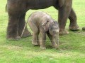 Cute baby elephant's first steps -and steps on his trunk! Hilarious video!