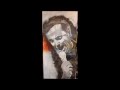 Charles Aznavour2 (Portrait acrylique sur mes amours, mes emmerdes)