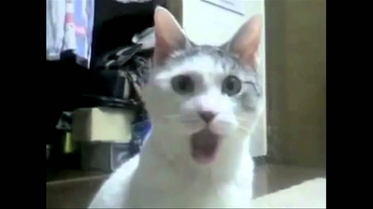 Gato con la boca abierta :'D - YouTube