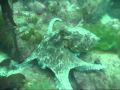 video baie de lampaul_0001.wmv
