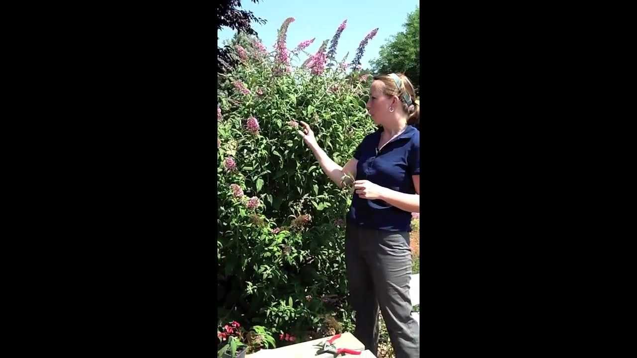 Propagating Butterfly Bush: How To Grow Butterfly Bushes ...