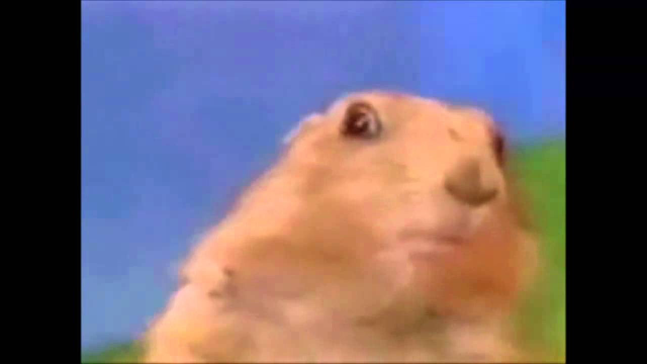 Dramatic Chipmunk vs Shocked Squirrel - YouTube
