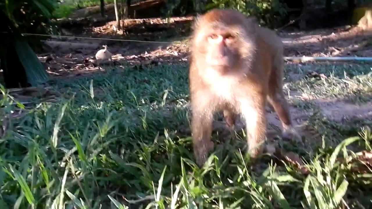 Pet Monkey Attacks on Koh Phayam, Thailand: Likes Men, Hates Women