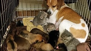 Dog Fostering Kittens Without Mother Cat