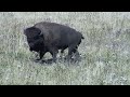 Riding Mountain National Park / Nature of Manitoba