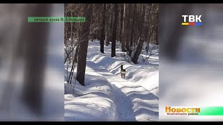 Косуля попросила убежище у людей в Искитимском районе
