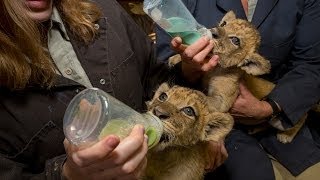 Most Adorable Lion Cubs at the San Diego Zoo Safari Park