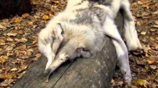 Horizon: Predators in Your Backyard Horizon: Predators in Your Backyard