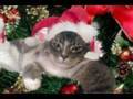 Cat sings