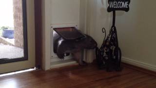 Ruby the Wombat using the cat door