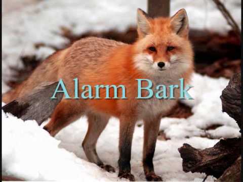 fox sounds