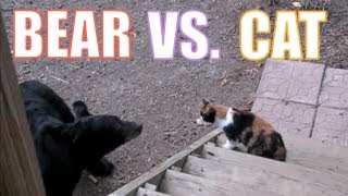 Bear Vs. Cat