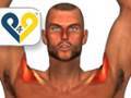 Exercices pour muscle deltoides : Fermetures sur tete