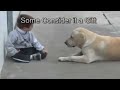 Thumbnail 1 for Sweet Mama Dog Interacting With A Beautiful Child With Thumbnail 1 for Sweet Mama Dog Interacting With A Beautiful Child With