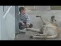 Thumbnail 2 for Sweet Mama Dog Interacting With A Beautiful Child With Thumbnail 2 for Sweet Mama Dog Interacting With A Beautiful Child With