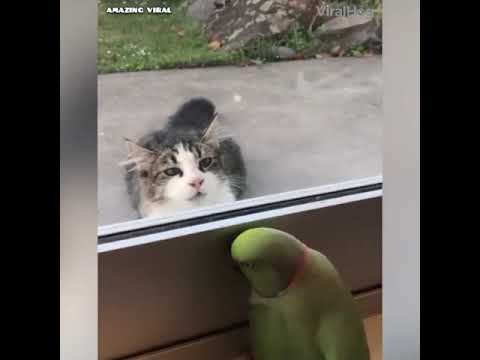 Funny Birds Sing, Dance & Imitate Sounds – Parrots Bark, Meow, Mimic Baby, Phone & Alarm Video