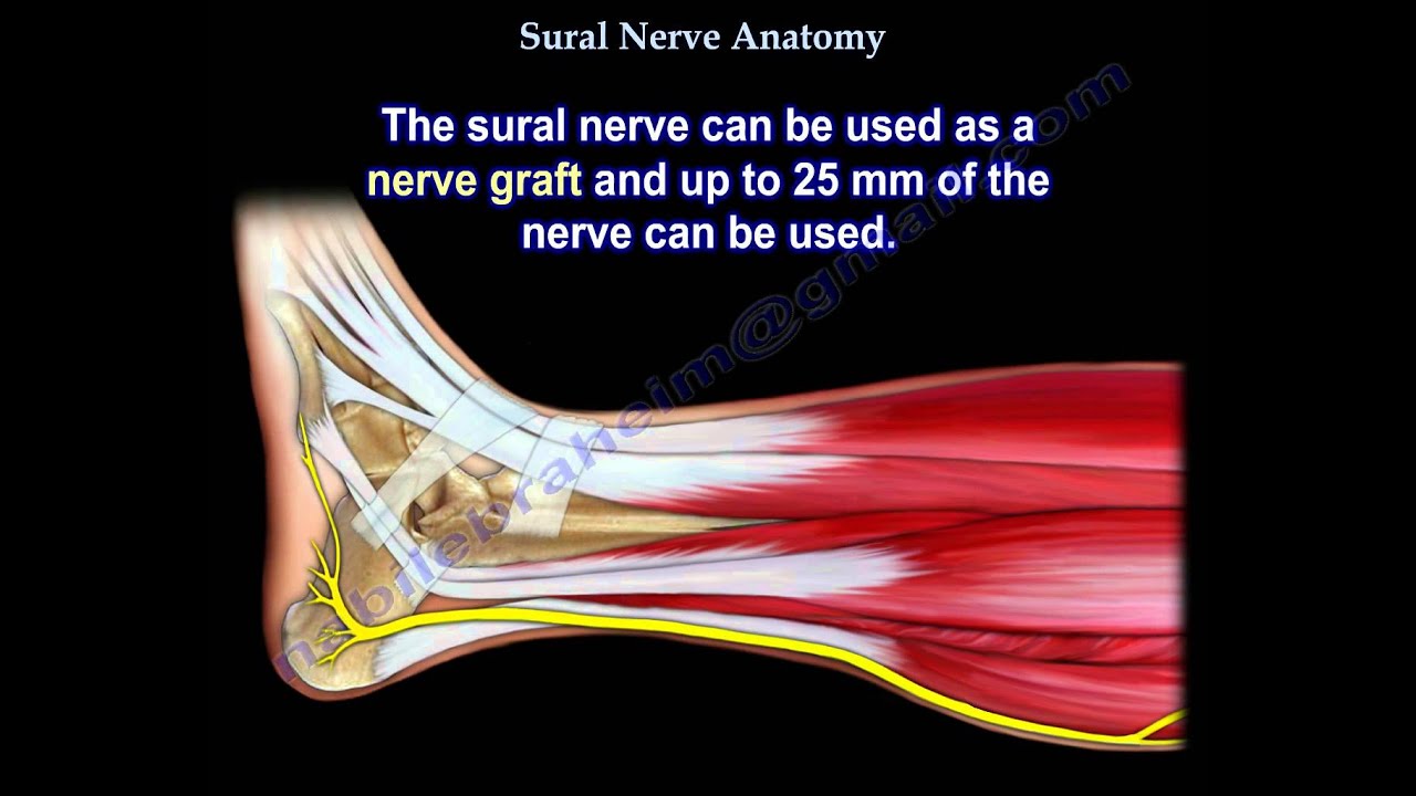 palpation n peroneus