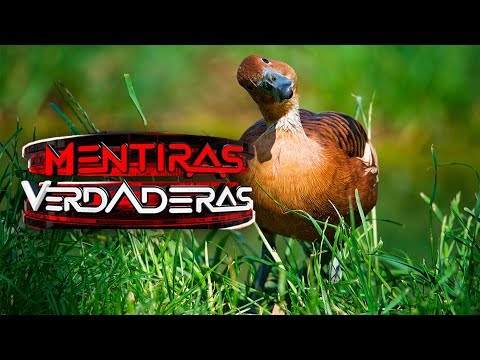 Zoofila Gozo Con Los Penes Gruesos | el pato tiene el pene m 225 s grande del mundo en proporci 243 n a Zoofila Gozo Con Los Penes Gruesos | el pato tiene el pene m 225 s grande del mundo en proporci 243 n a