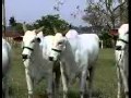 Vídeo Programa Bureau Leilões Ventres 2C e 2C Cachoeira 2003