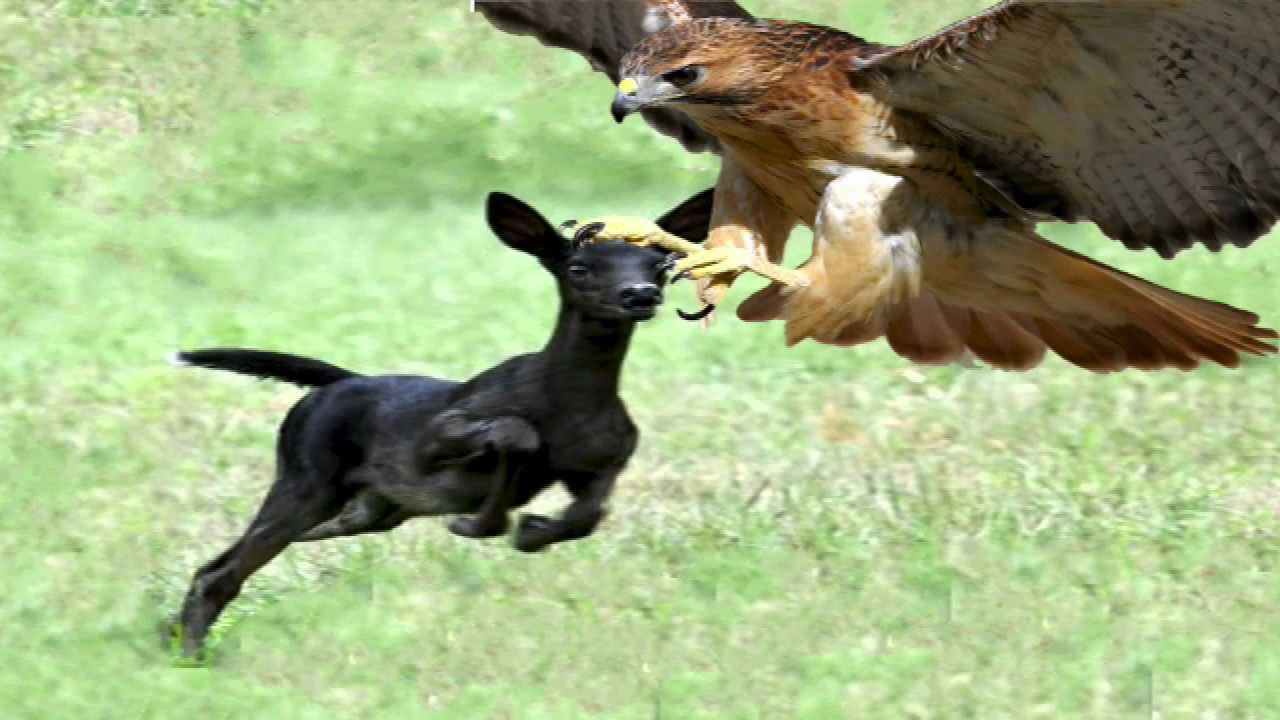 Eagle attacking a dog. 95, 744, 581 YouTube