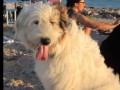 Fiona adoptée !
