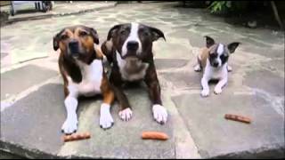 Three dogs, told to wait for their treats.