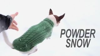 Prečo čivavy nebehajú po snehu