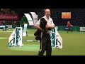 Agility - Team - Small Final - Crufts 2012