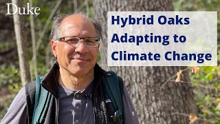 杂交橡树适应气候变化的视频