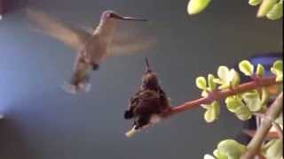 Hummingbird in my office part 3