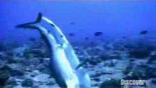 Grey Reef Sharks Mating