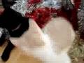 guerre de chats à noel