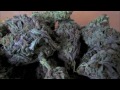 Blueberry Kush (OPEN COLLAB)
