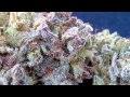 Blueberry Kush (OPEN COLLAB)