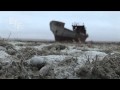 Aral Sea, Cotton, Environmental Disaster, Lethal Pesticides