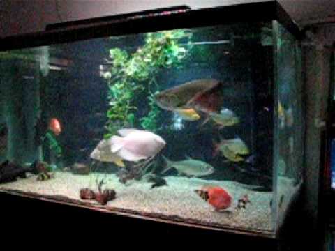 Arowana in a 1,000 Gallon Fish Tank - YouTube