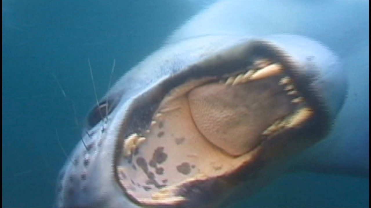 Penguin eaten by giant Leopard Seal on UNCAGED TV in HD! - YouTube