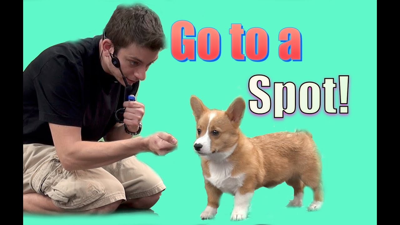 How To Teach Your Dog to Go to a Spot (Go to your mark ...