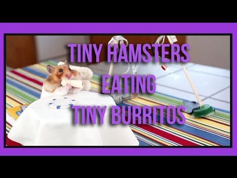 Tiny Hamsters Eating Tiny Burritos - Episode 1