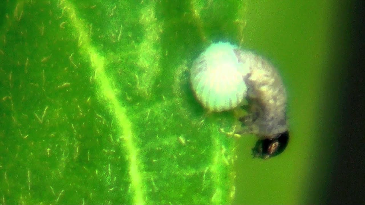 Monarch Butterfly Egg Hatching - YouTube