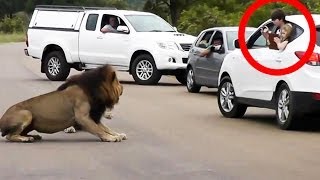 Un leon le muestra a los turistas por que deben permanecer dentro de sus carros