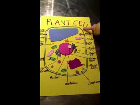Wisconsin Fast Plants Lab Report