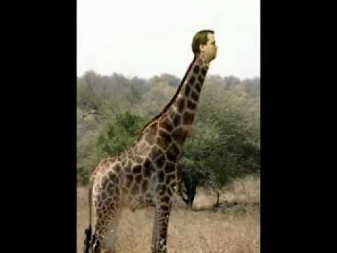 Human-Giraffe Hybrid - YouTube